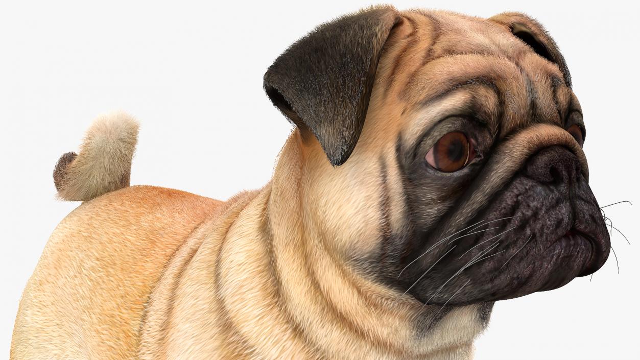 Pug Dog Neutral Pose Fur 3D model