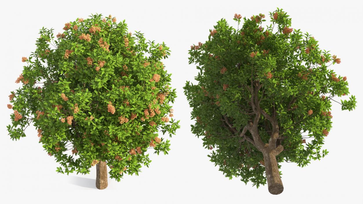 Pistachio Tree with Nuts 3D model