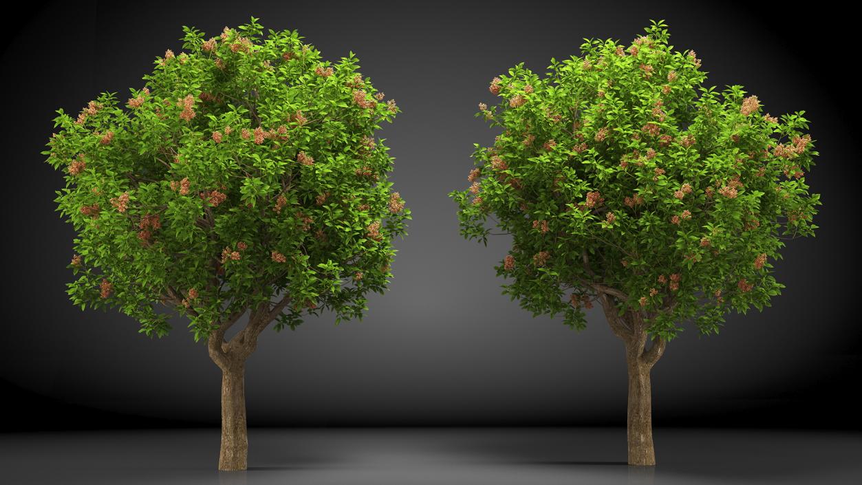 Pistachio Tree with Nuts 3D model