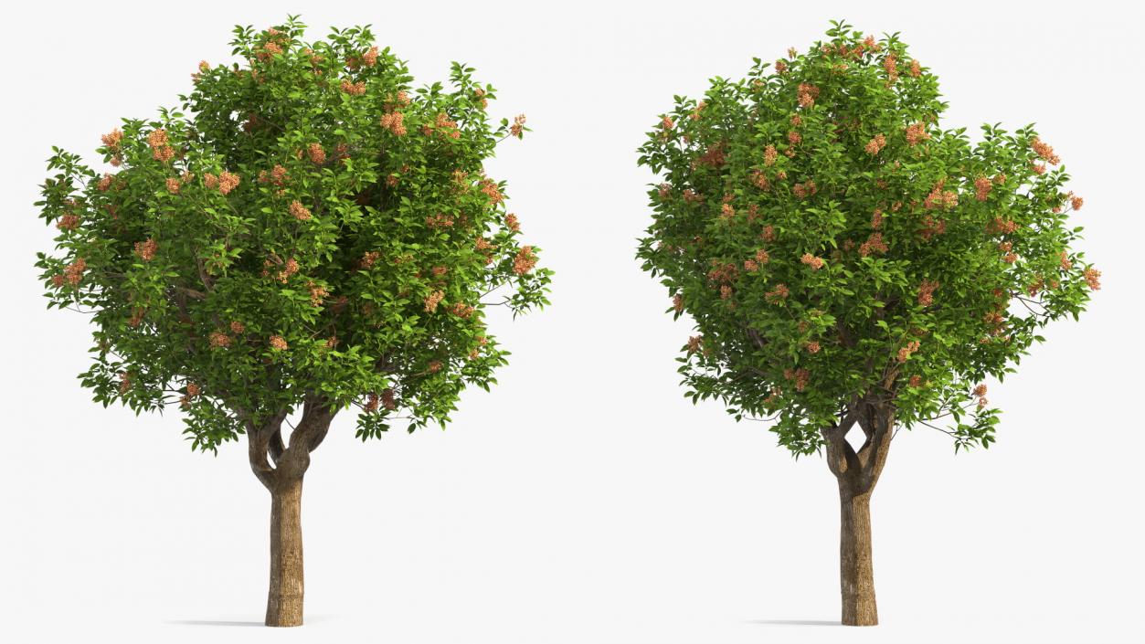 Pistachio Tree with Nuts 3D model