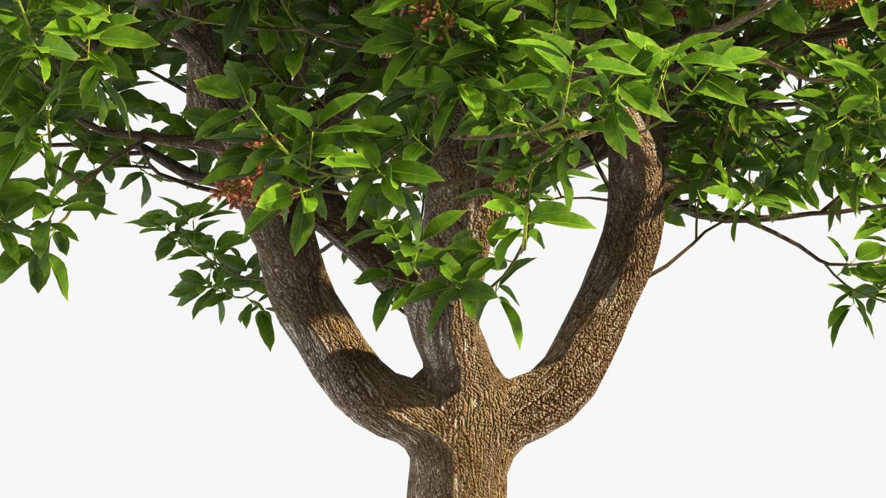 Pistachio Tree with Nuts 3D model