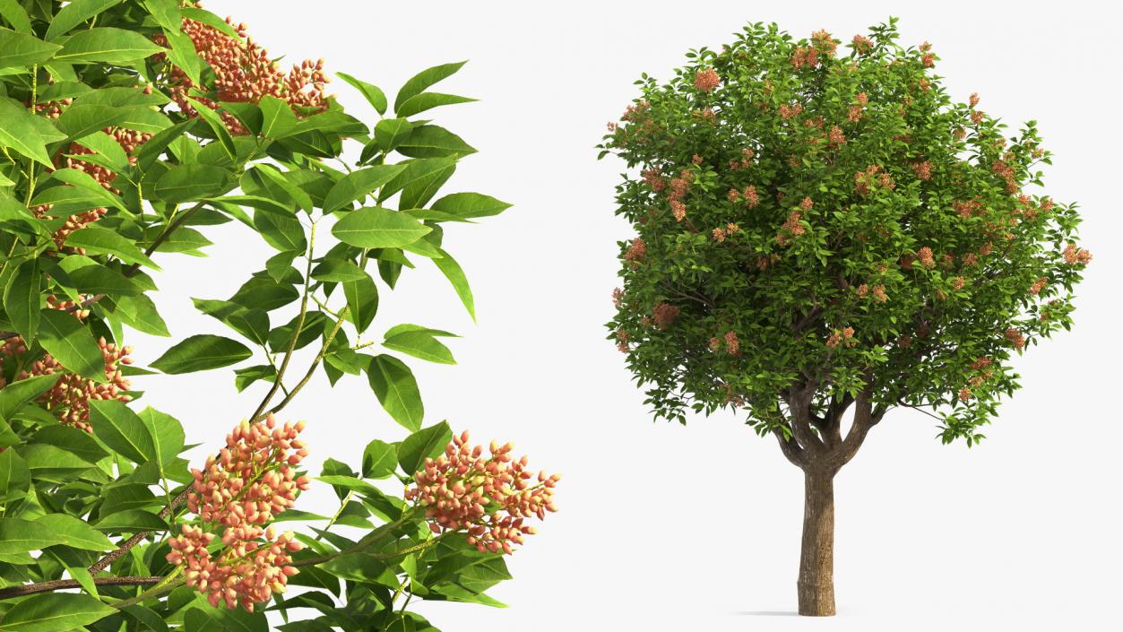 Pistachio Tree with Nuts 3D model