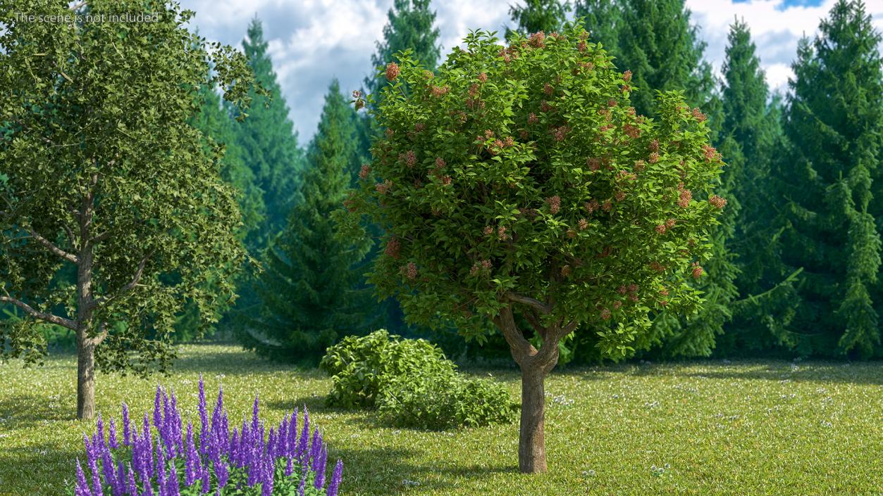 Pistachio Tree with Nuts 3D model