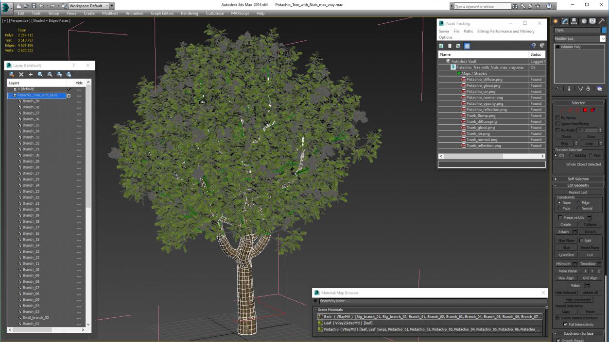 Pistachio Tree with Nuts 3D model