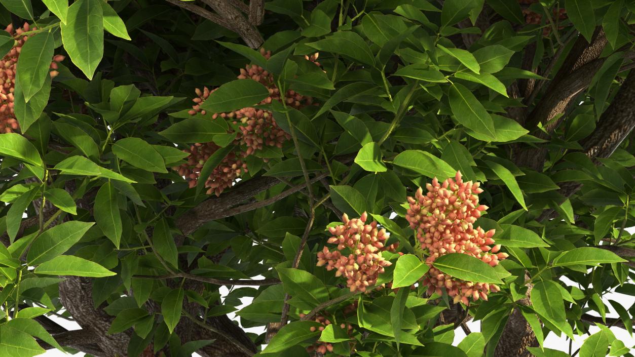 Pistachio Tree with Nuts 3D model