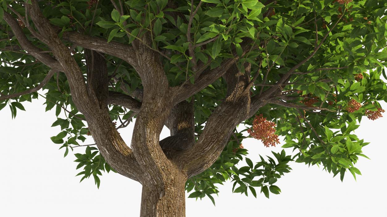 Pistachio Tree with Nuts 3D model