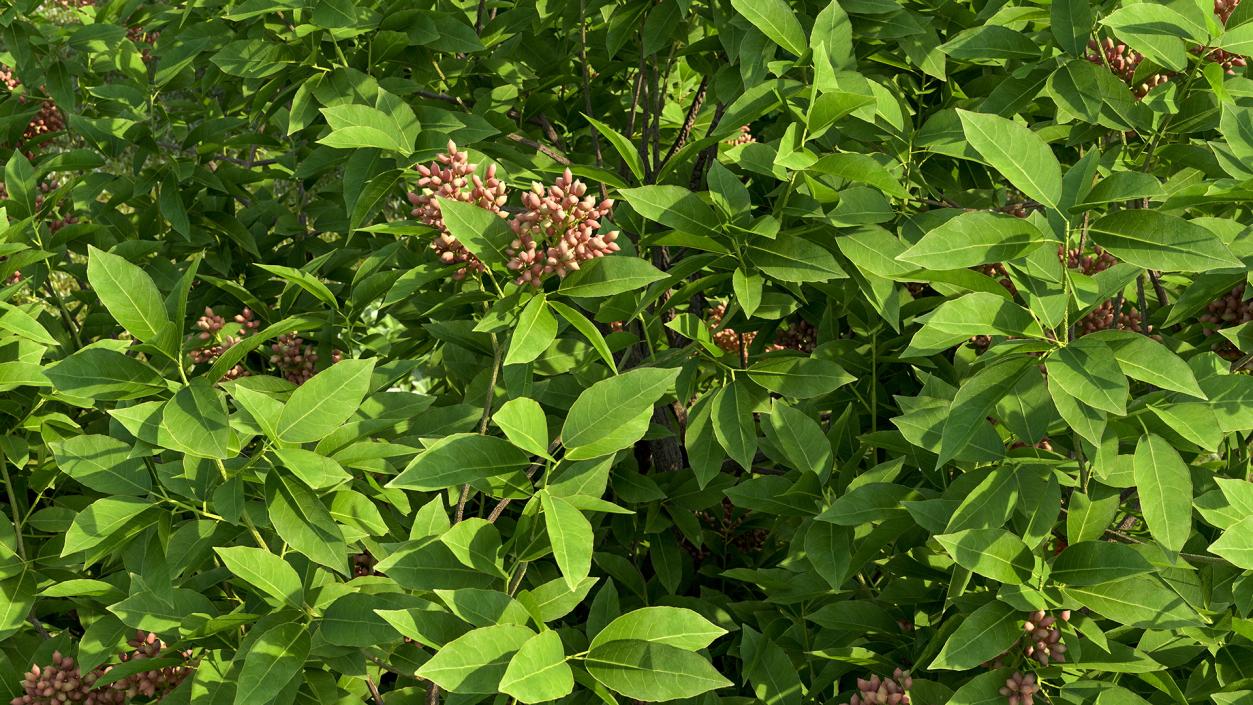 Pistachio Tree with Nuts 3D model