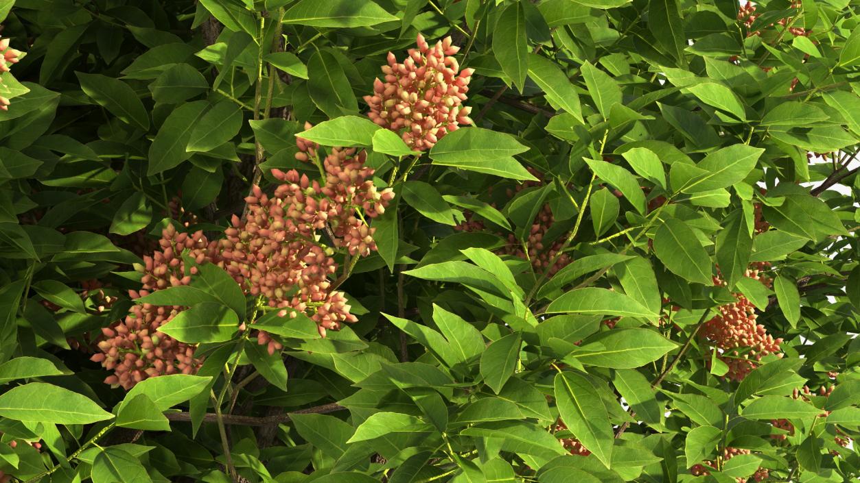 Pistachio Tree with Nuts 3D model