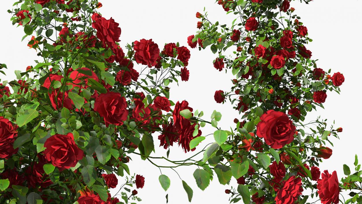 3D Red Rose Bush model