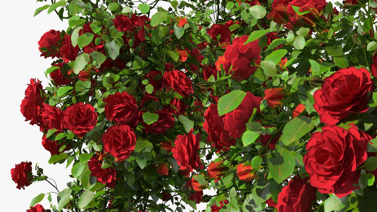 3D Red Rose Bush model