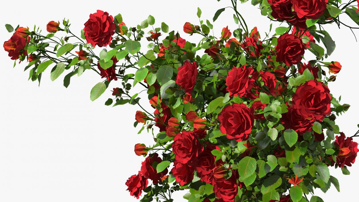 3D Red Rose Bush model