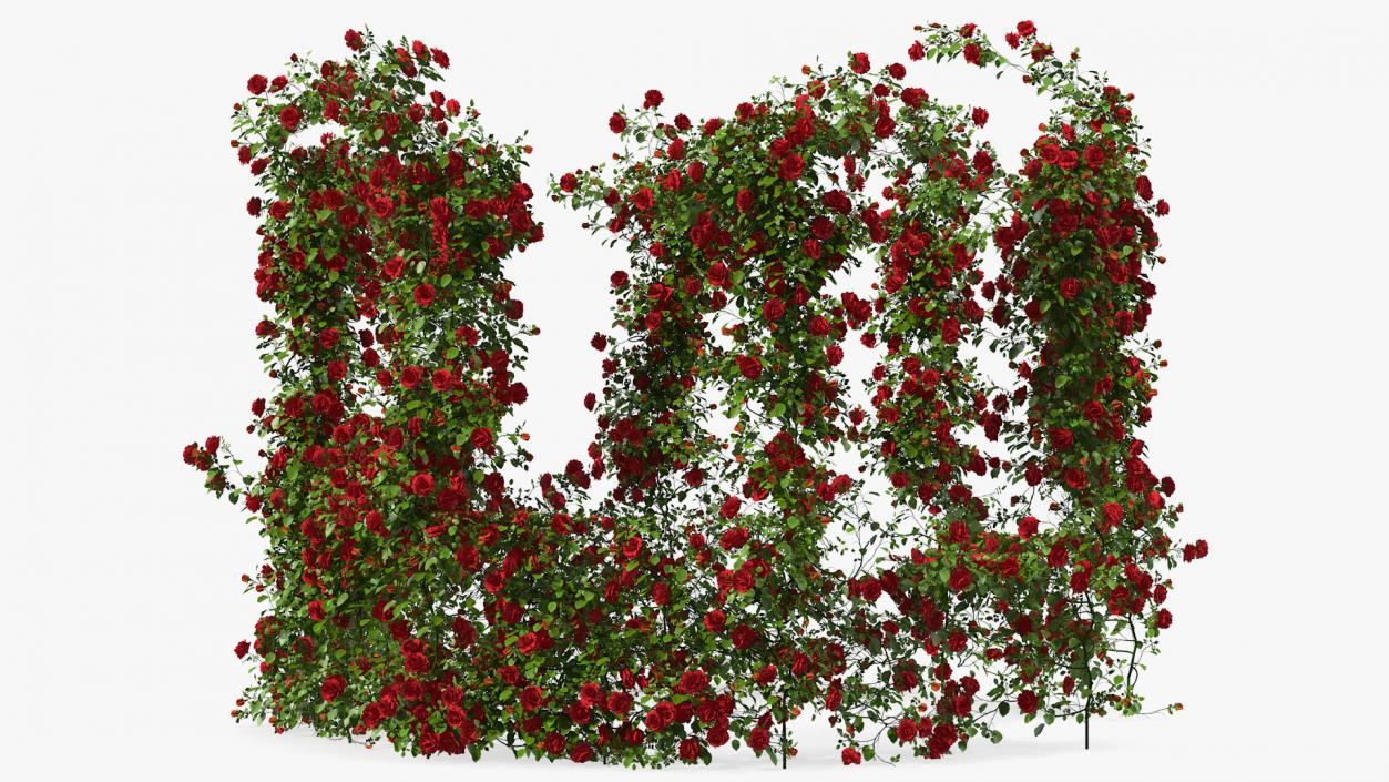 3D Red Rose Bush model