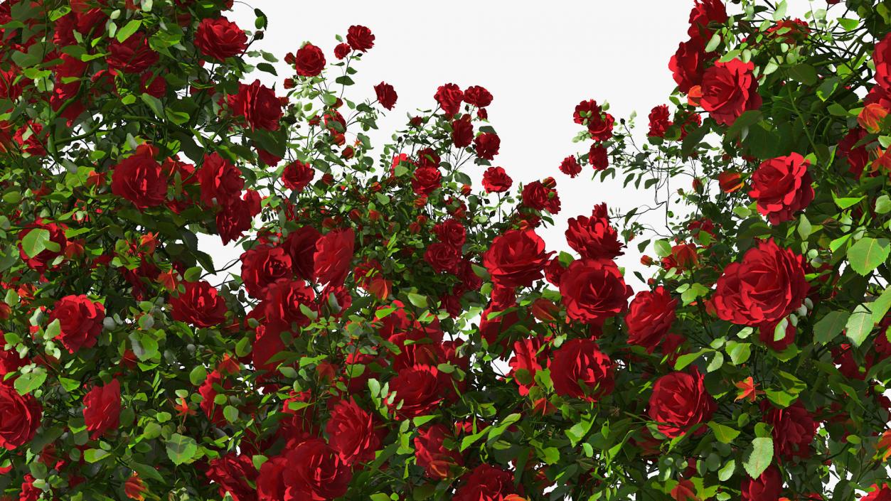 3D Red Rose Bush model