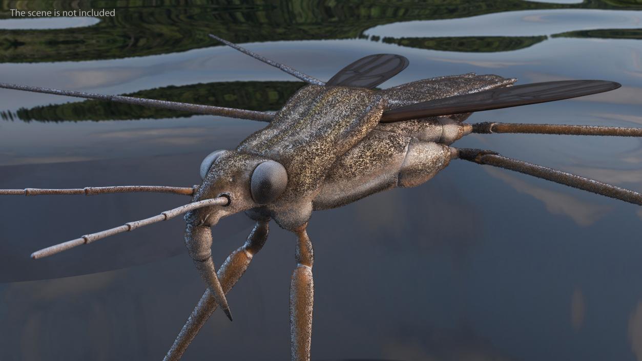 Water Strider Fur 3D