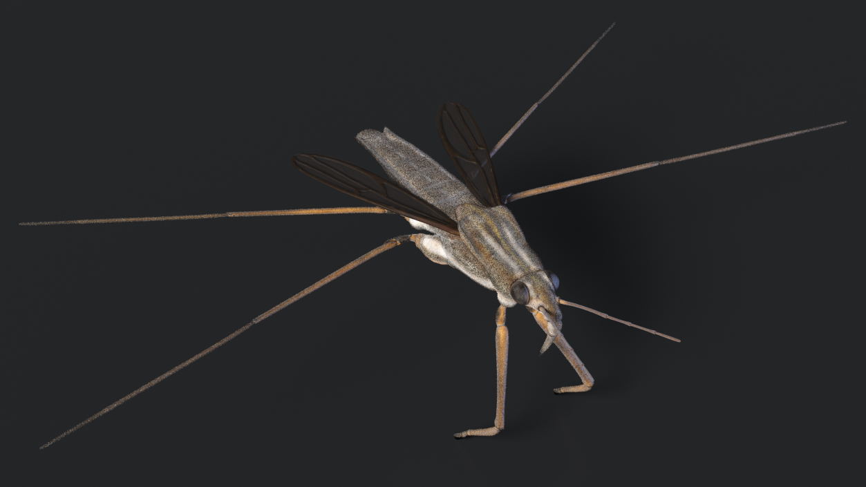 Water Strider Fur 3D