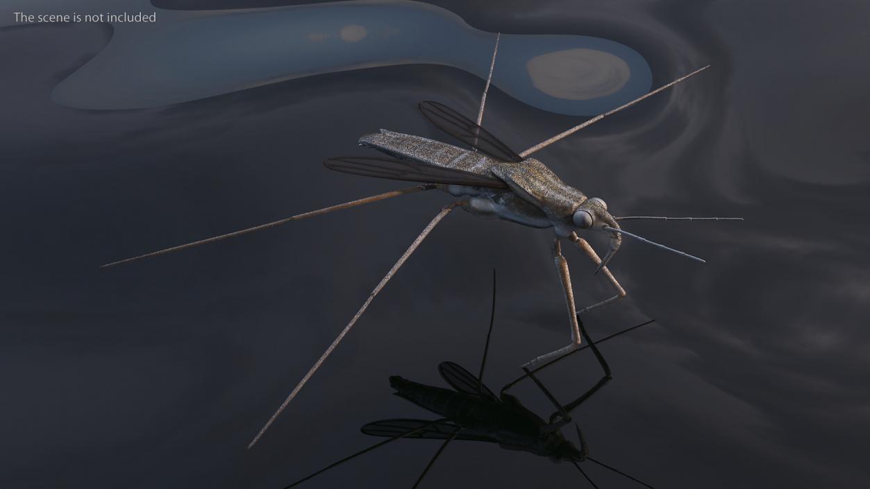 Water Strider Fur 3D