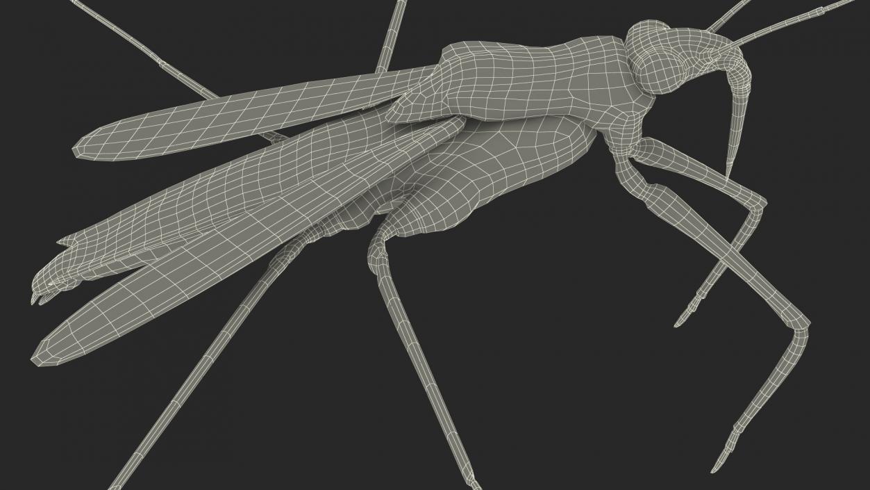 Water Strider Fur 3D