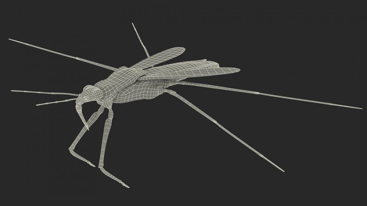 Water Strider Fur 3D