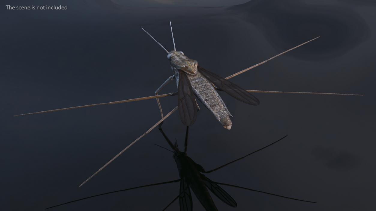 Water Strider Fur 3D