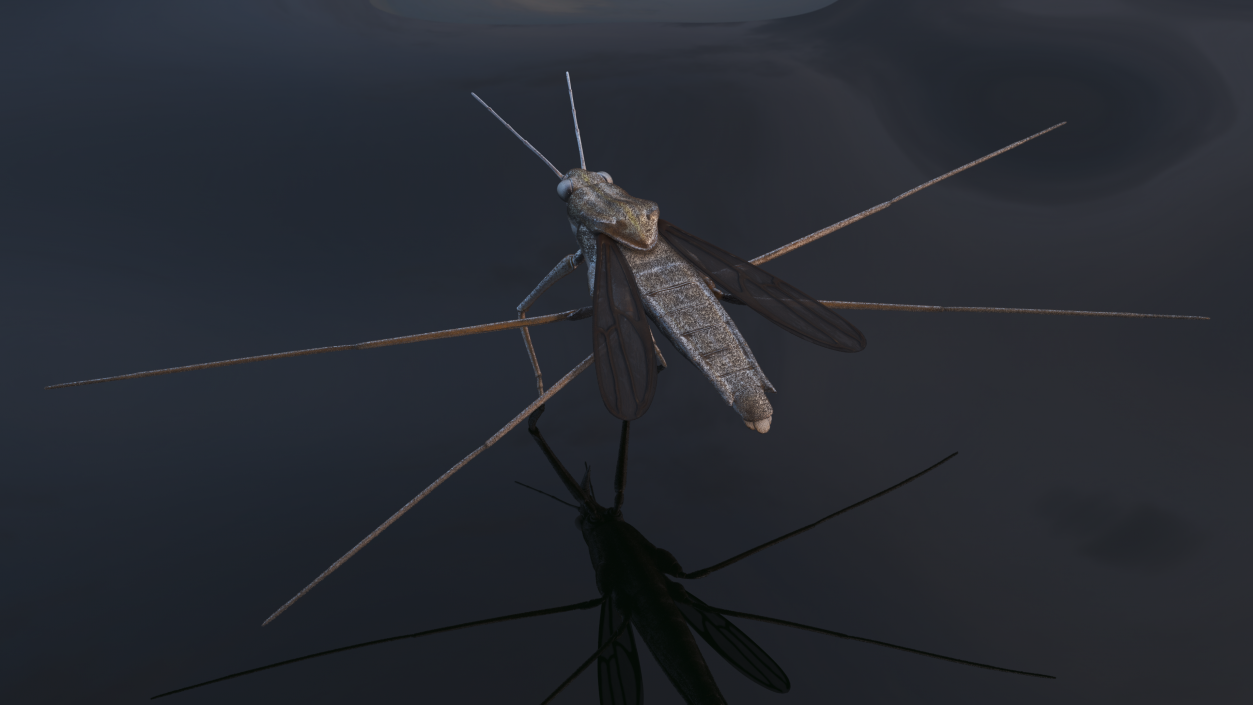 Water Strider Fur 3D