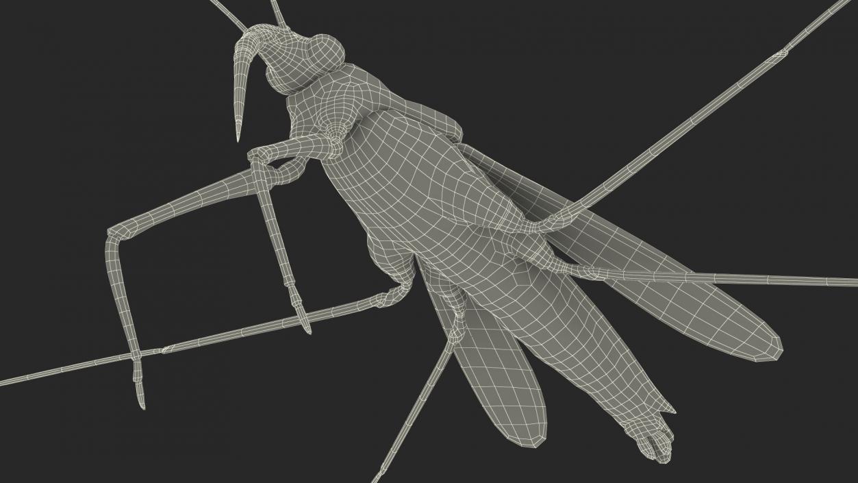 Water Strider Fur 3D