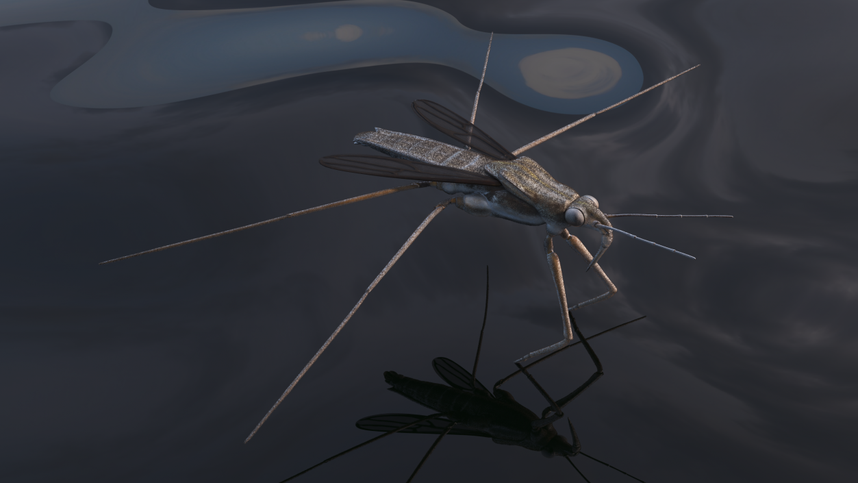 Water Strider Fur 3D