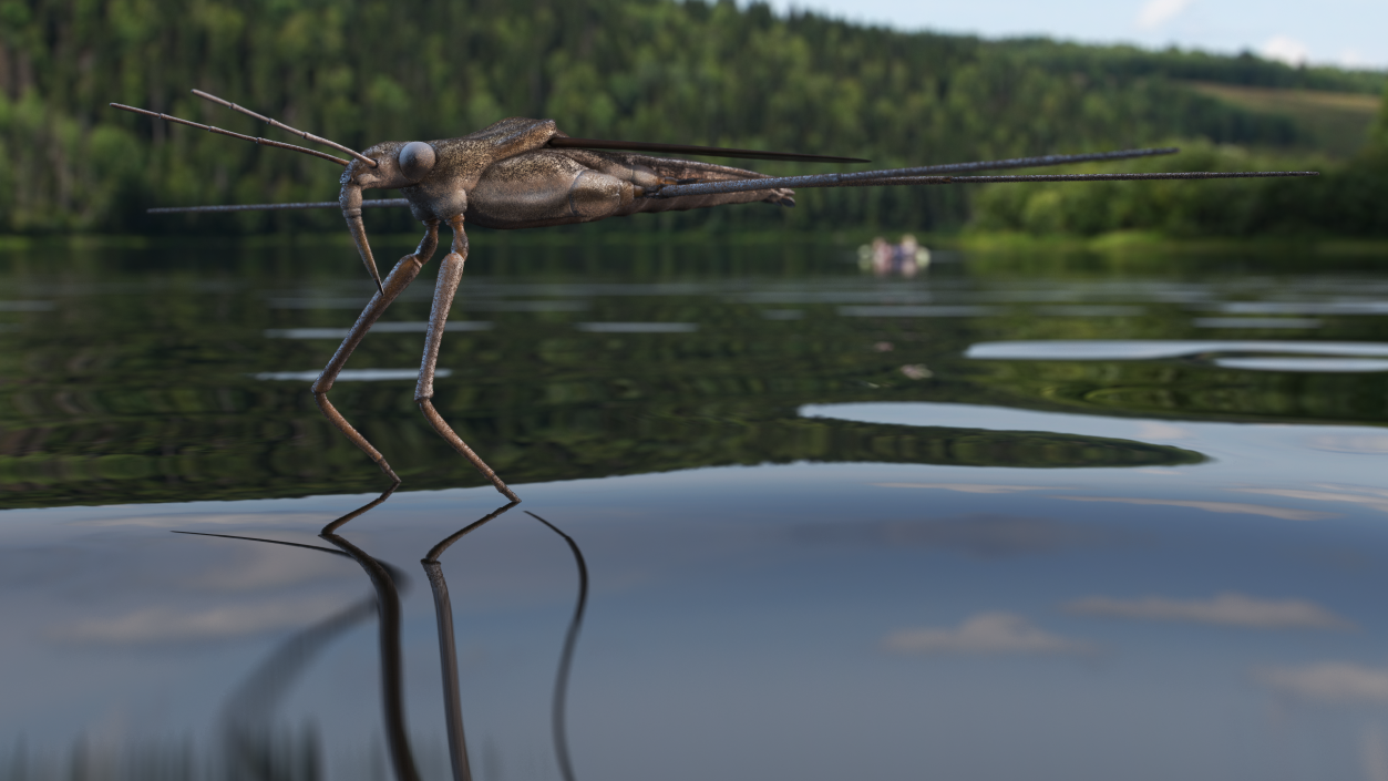 Water Strider Fur 3D