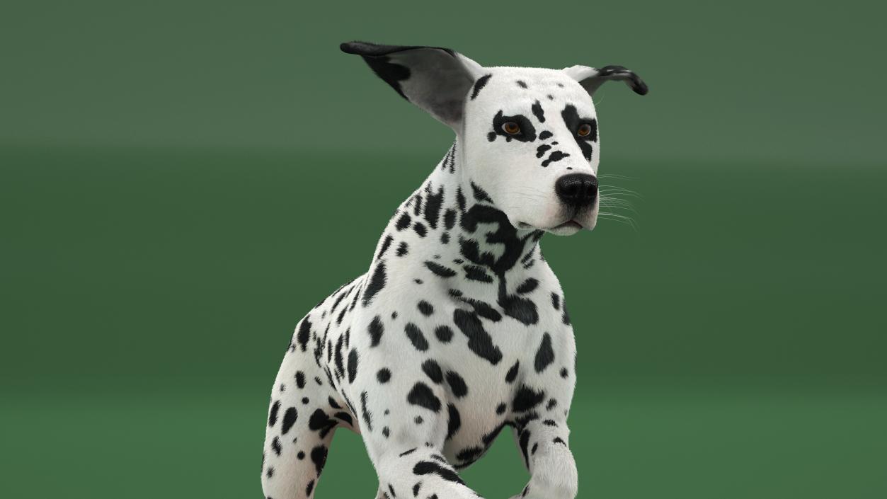 3D model Running Spotted Dalmatian Dog Fur 2