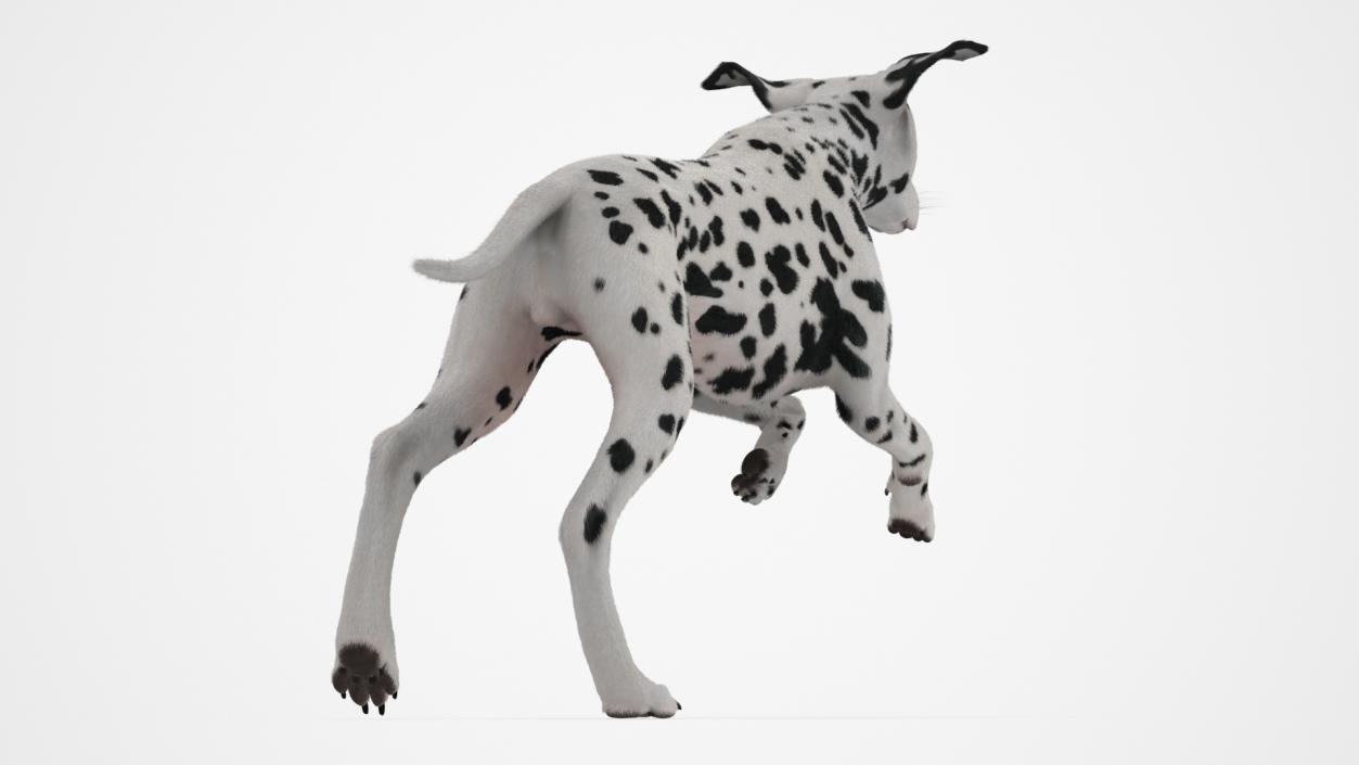 3D model Running Spotted Dalmatian Dog Fur 2