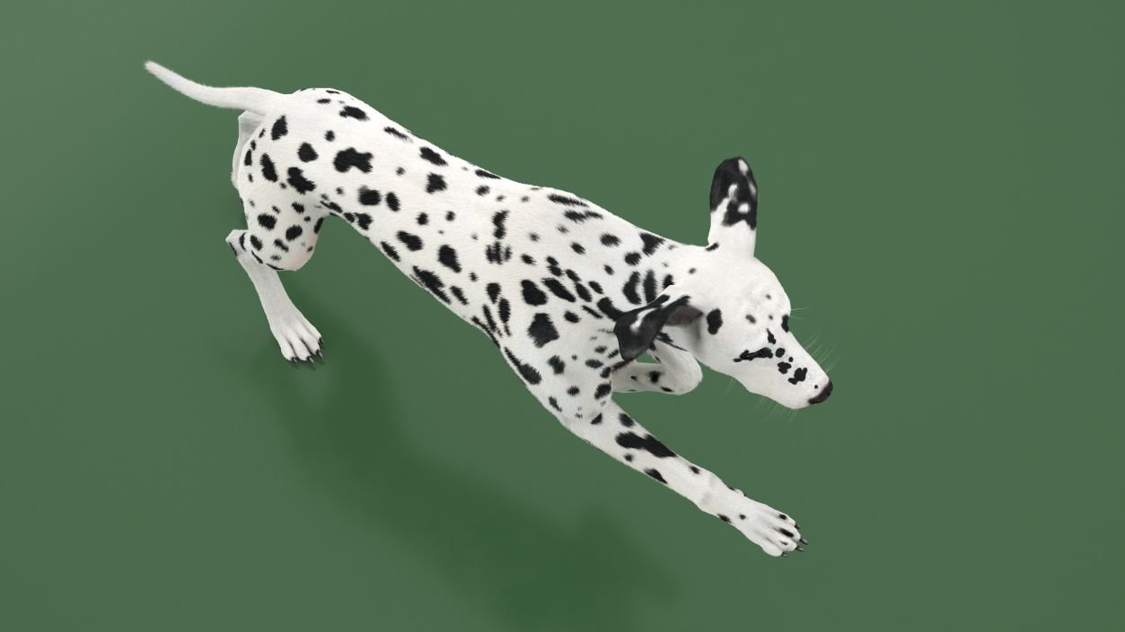 3D model Running Spotted Dalmatian Dog Fur 2