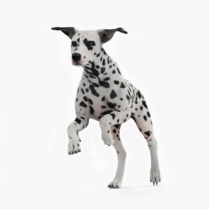 3D model Running Spotted Dalmatian Dog Fur 2