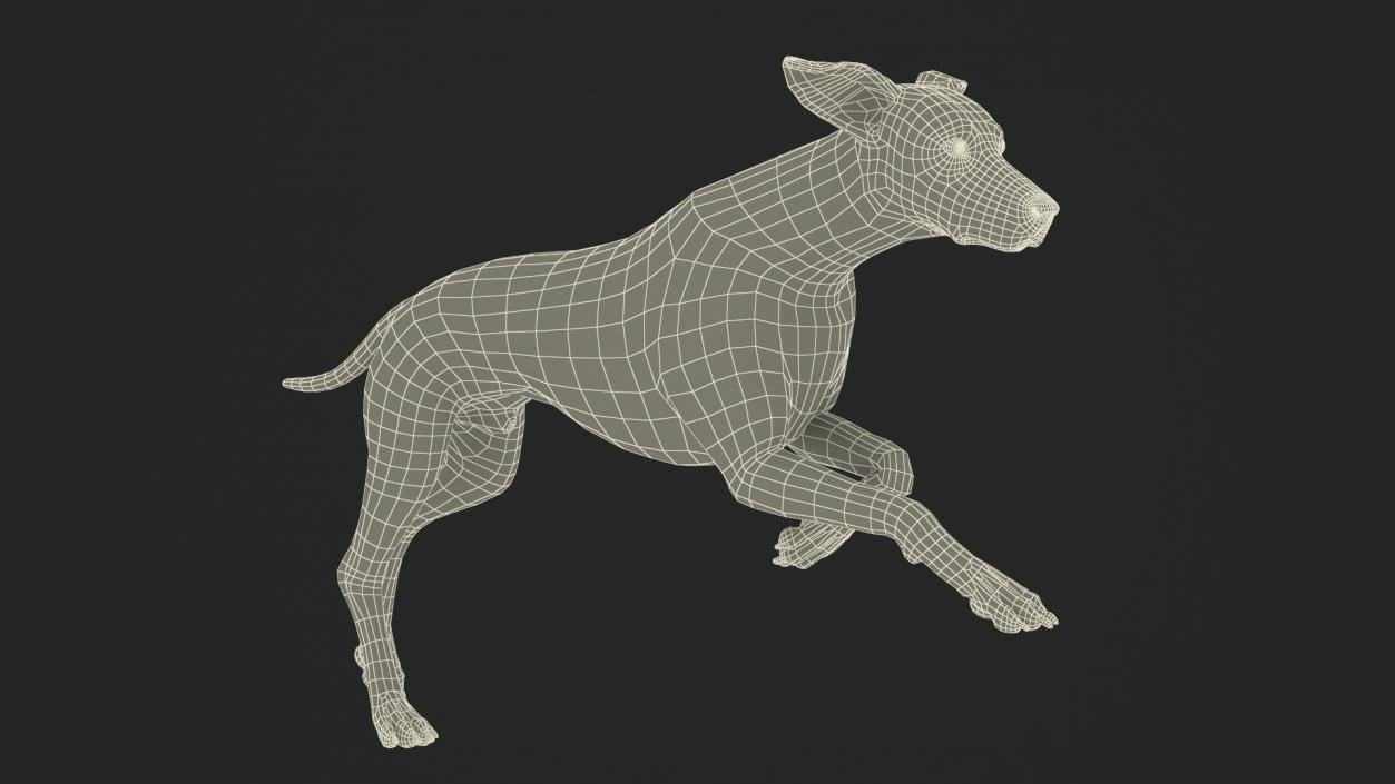 3D model Running Spotted Dalmatian Dog Fur 2