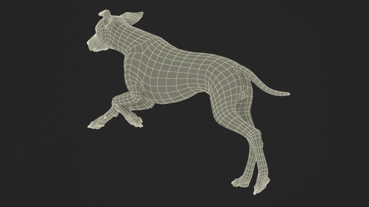 3D model Running Spotted Dalmatian Dog Fur 2