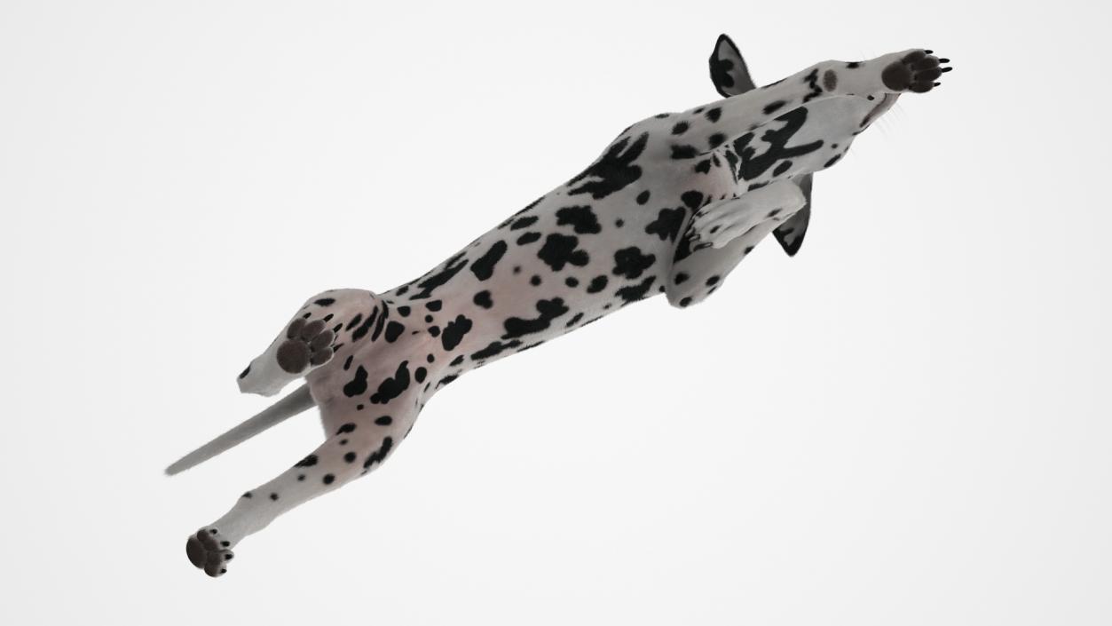 3D model Running Spotted Dalmatian Dog Fur 2