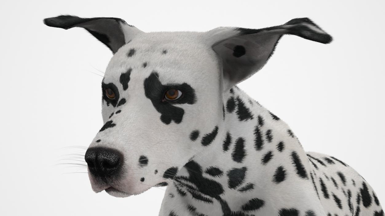 3D model Running Spotted Dalmatian Dog Fur 2