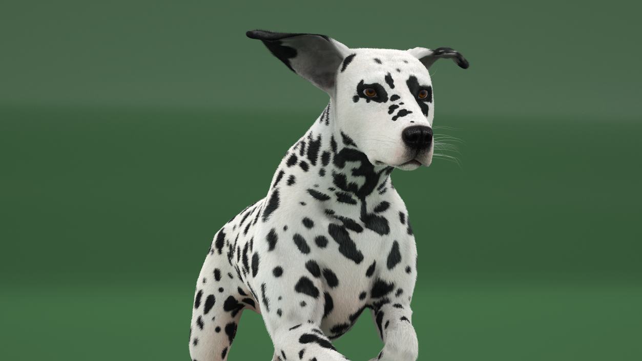 3D model Running Spotted Dalmatian Dog Fur 2