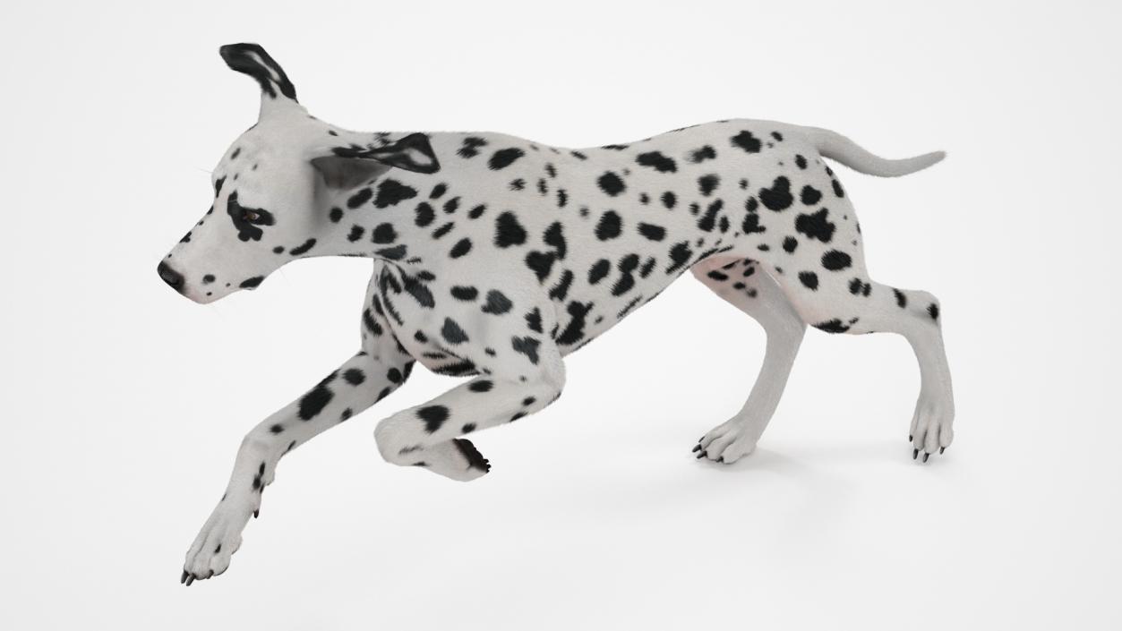 3D model Running Spotted Dalmatian Dog Fur 2