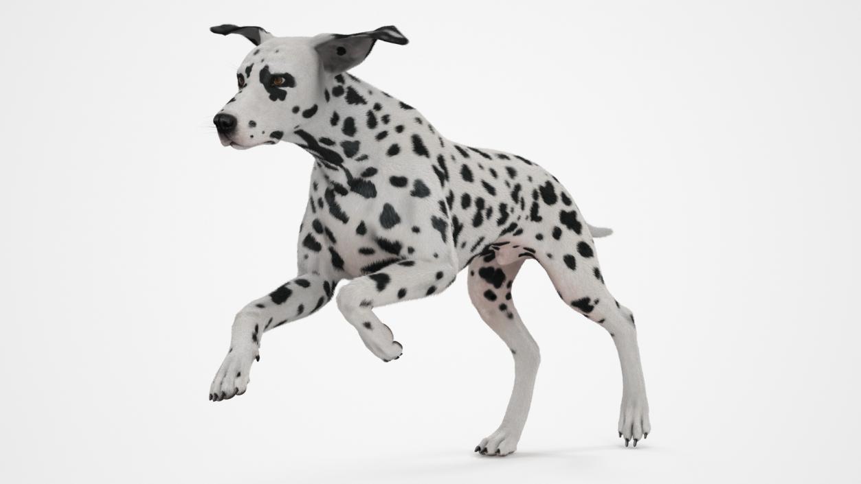 3D model Running Spotted Dalmatian Dog Fur 2