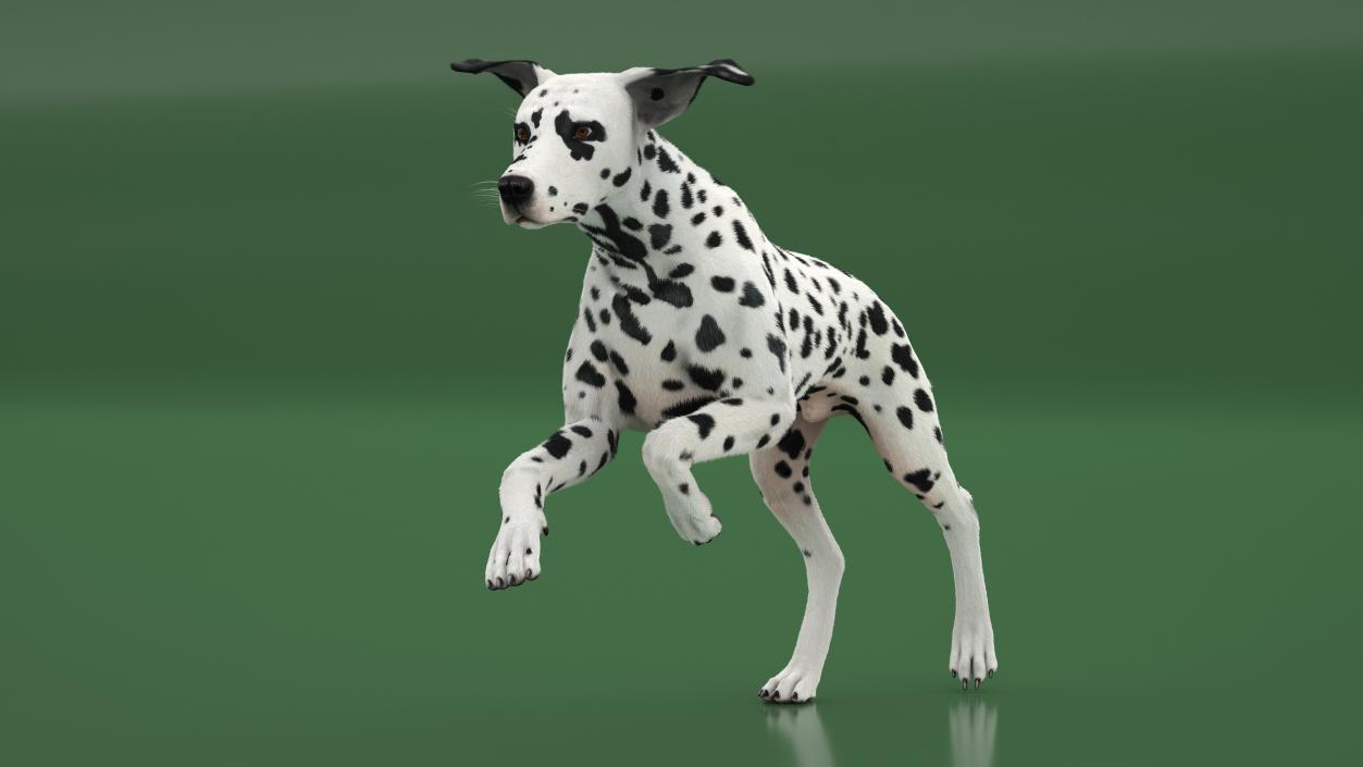 3D model Running Spotted Dalmatian Dog Fur 2