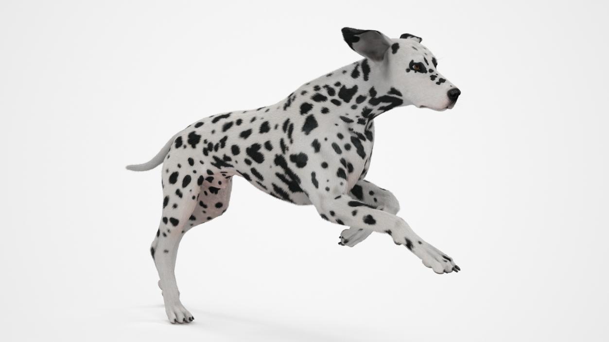 3D model Running Spotted Dalmatian Dog Fur 2