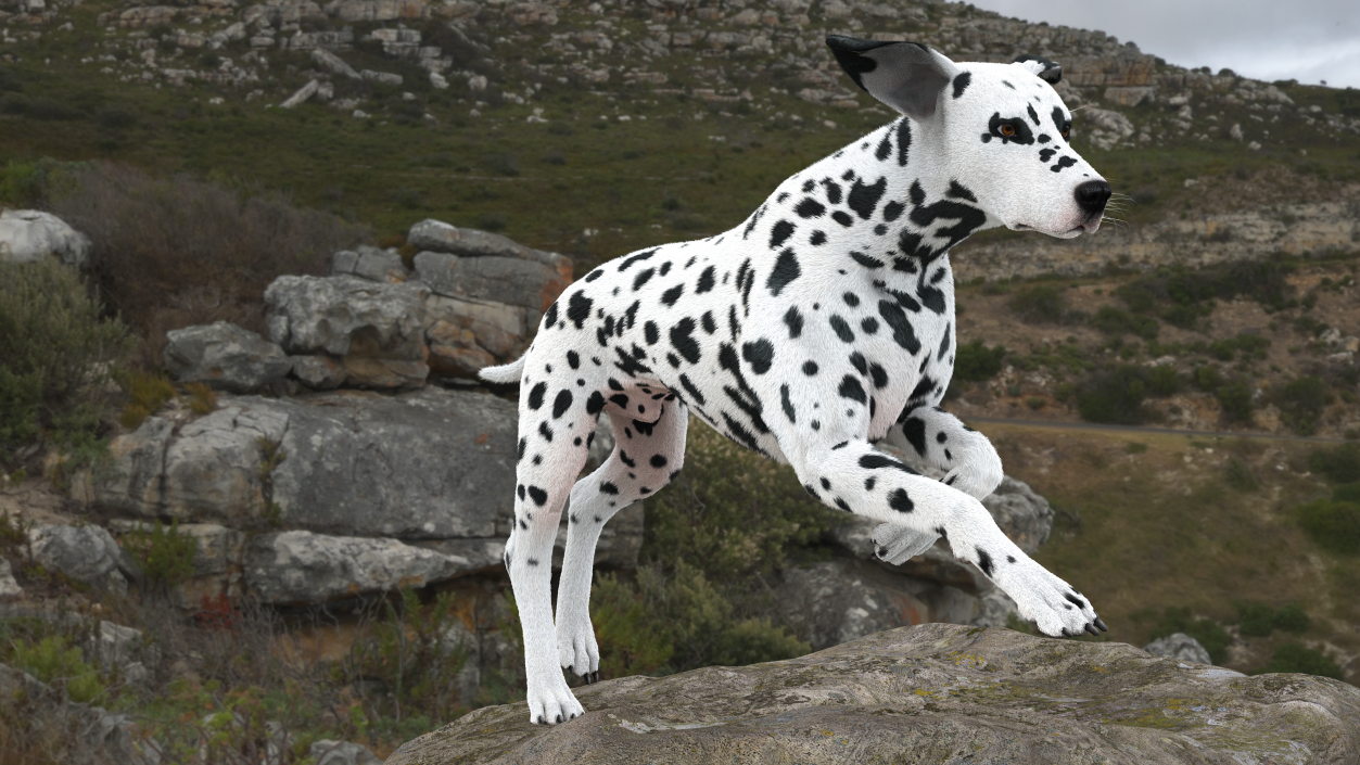 3D model Running Spotted Dalmatian Dog Fur 2