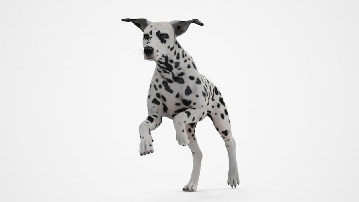 3D model Running Spotted Dalmatian Dog Fur 2