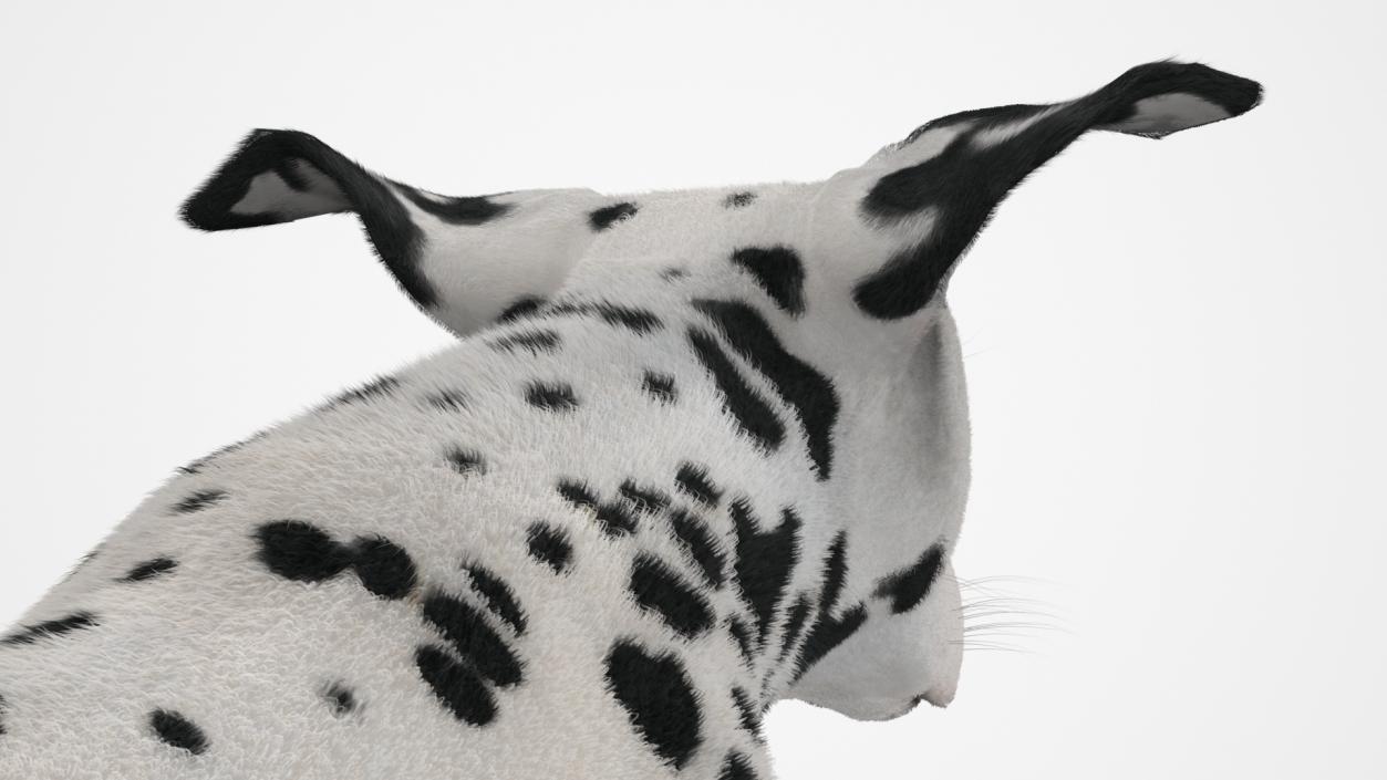 3D model Running Spotted Dalmatian Dog Fur 2