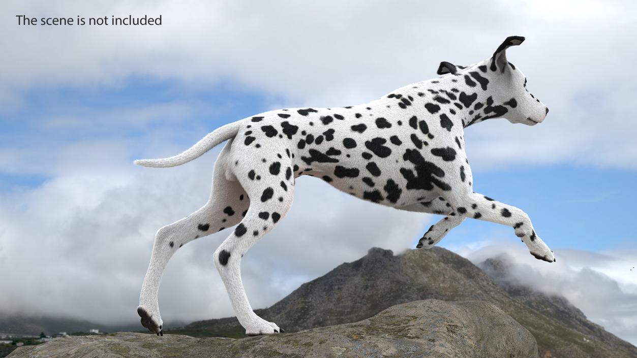 3D model Running Spotted Dalmatian Dog Fur 2