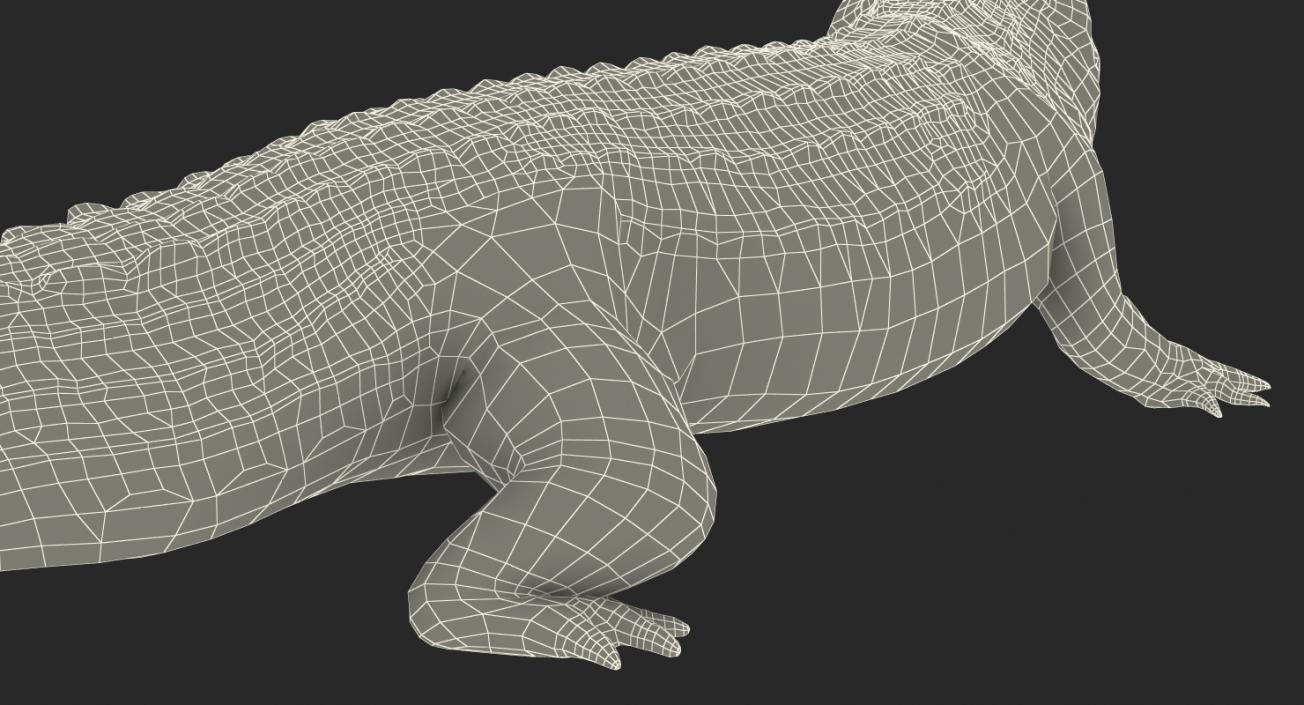 Crocodile Attacks 3D