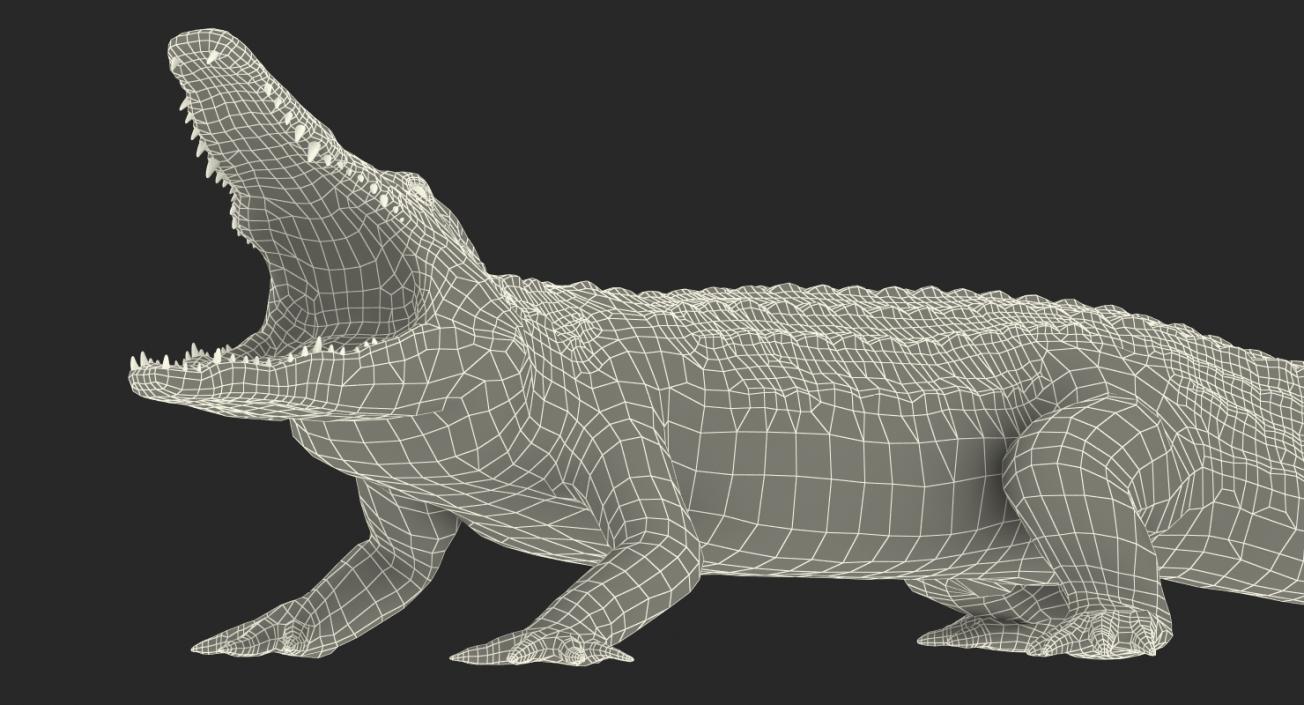 Crocodile Attacks 3D