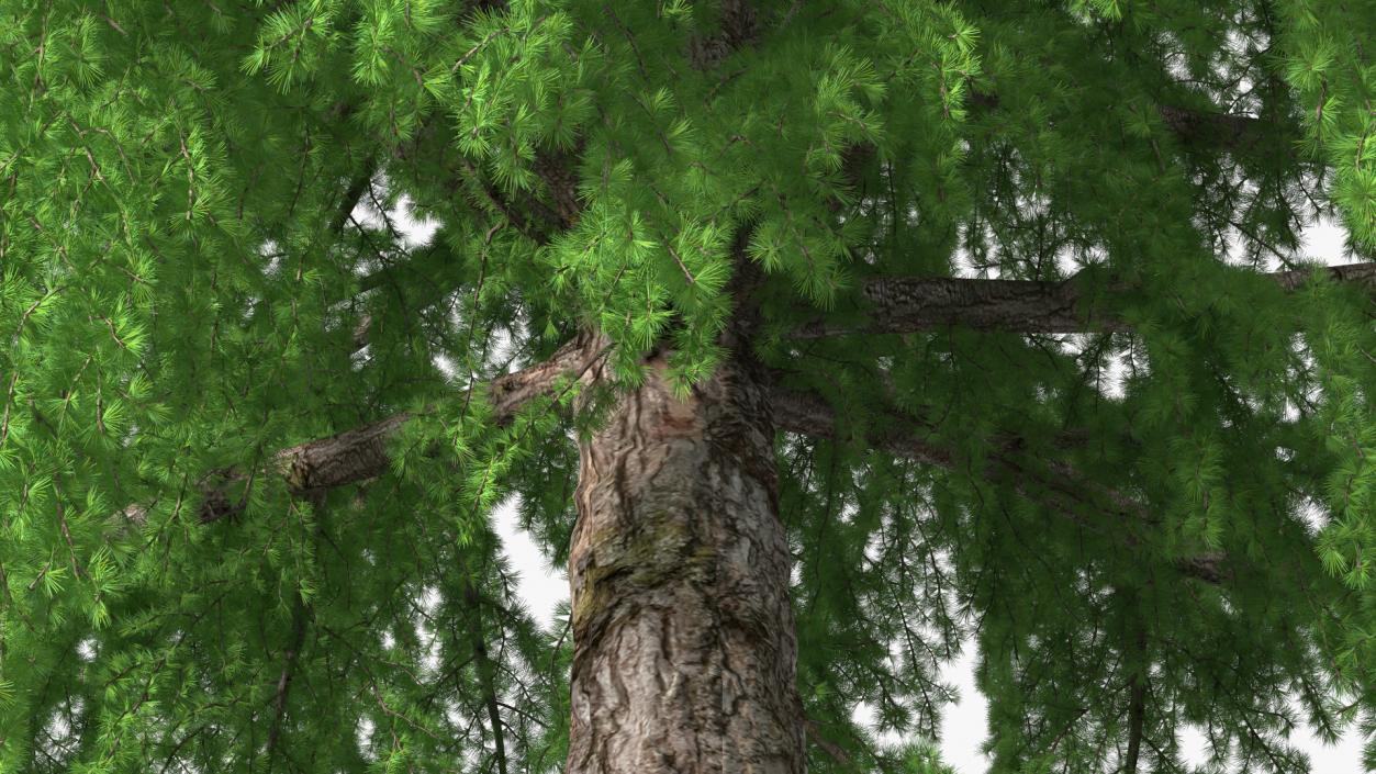 3D Tall Larch Tree Green