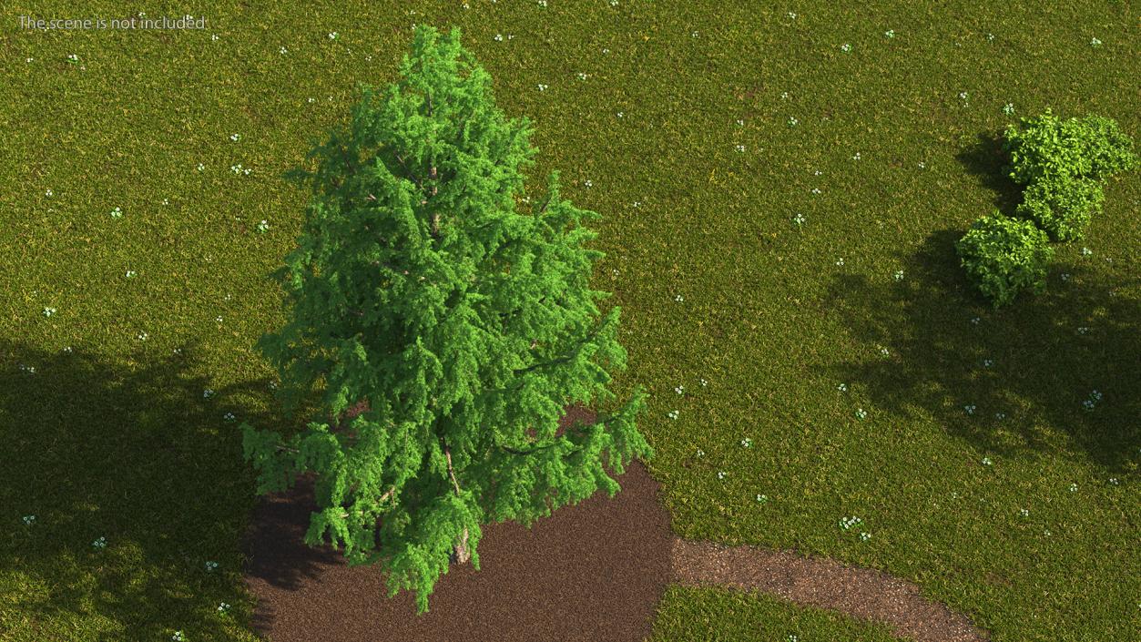 3D Tall Larch Tree Green