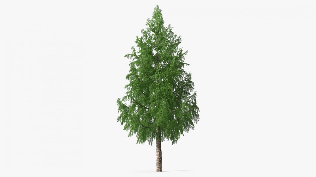 3D Tall Larch Tree Green