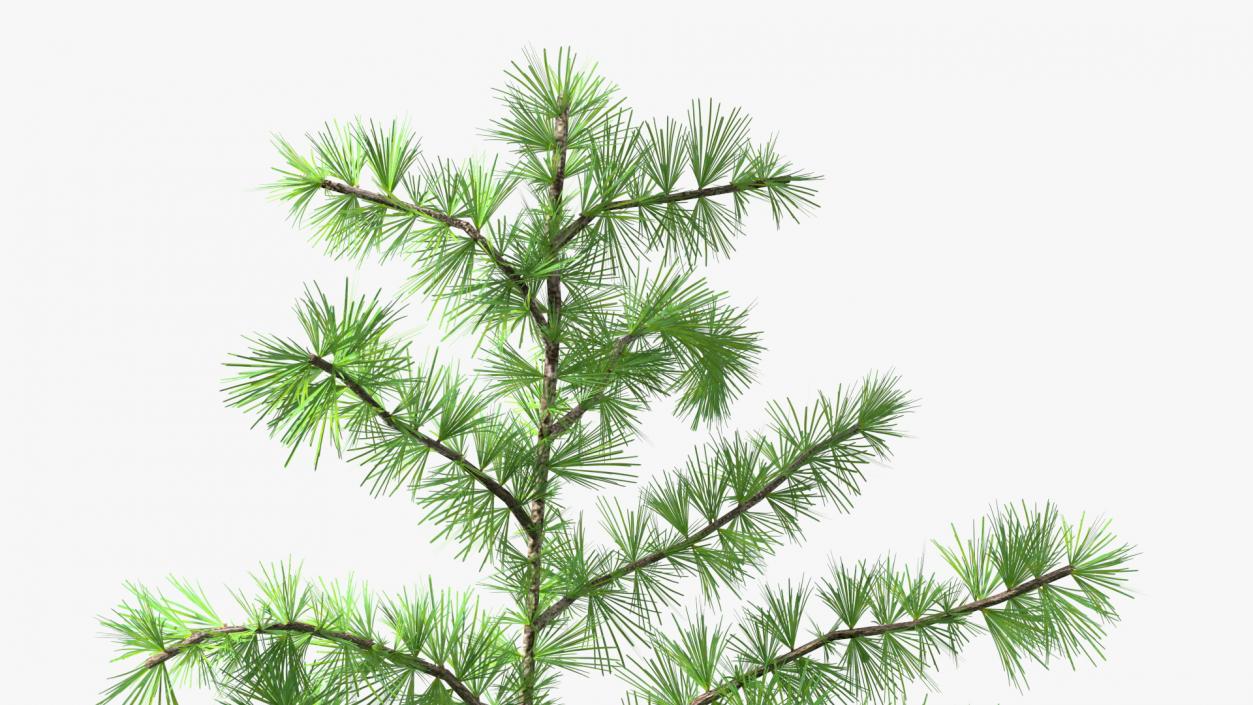 3D Tall Larch Tree Green